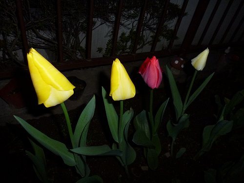 咲いた 咲いた でも チューリップの花は夜は閉じる オレのギターに歴史あり