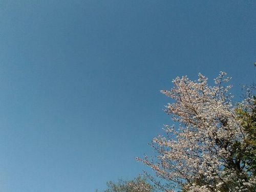 2018331sakura.jpg