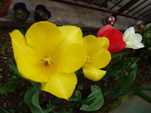 咲いた 咲いた でも チューリップの花は夜は閉じる オレのギターに歴史あり